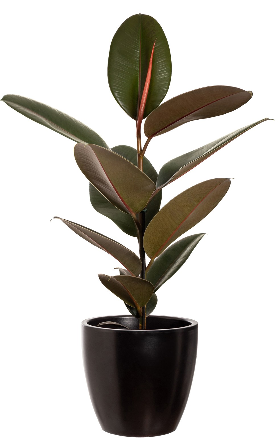 Ficus elástica — Foto: Divulgação/CVH