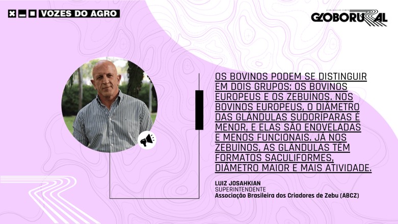 Os zebuínos e o exemplo de adaptação aos trópicos