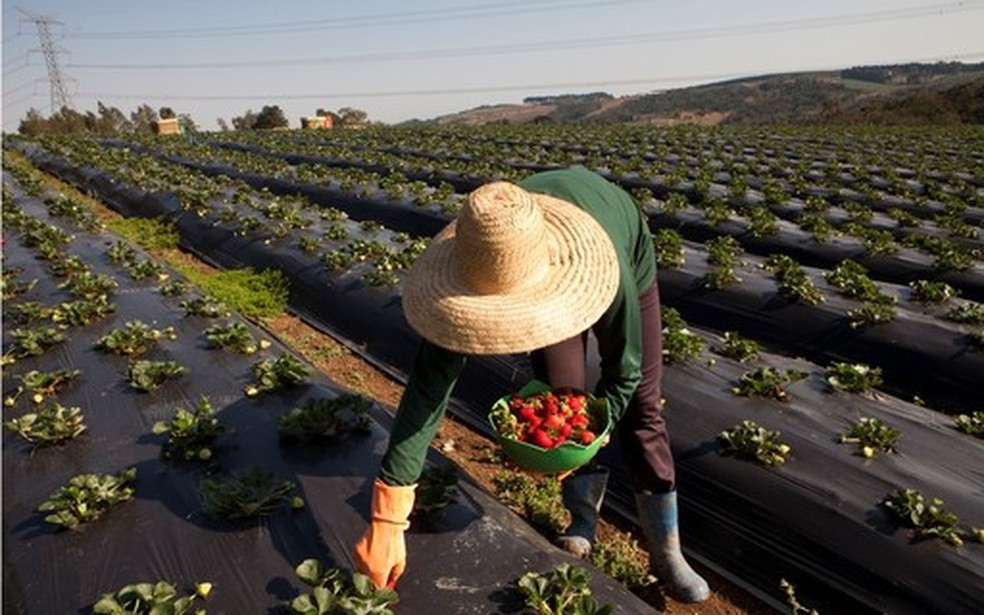 Adubação do morango é importante para o bom desenvolvimento da planta — Foto: Globo Rural