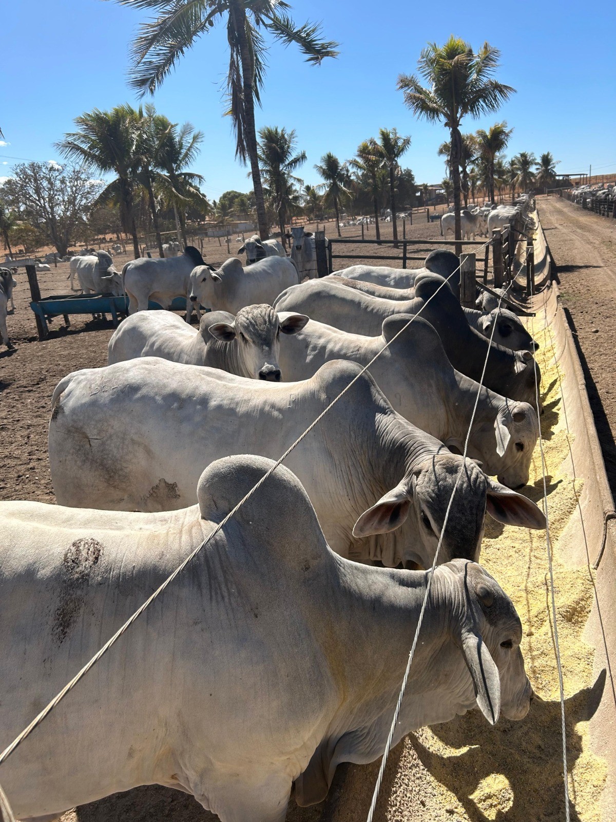 Dietas de alta matéria seca ganham espaço e alteram manejo na pecuária de corte