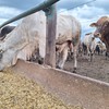 A demanda por carne bovina no mercado doméstico e o bom desempenho das exportações seguiram sustentando as cotações do boi gordo - José Florentino/Globo Rural
