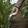 Custos de produção da soja, do milho e do algodão no Brasil já estão acima dos registrados no ano passado - Getty Images