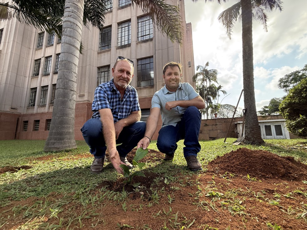 Os produtores de Pindorama esperam começar a lucrar com o conilon na segunda safra, de 2026/27 — Foto: Isadora Camargo/Globo Rural